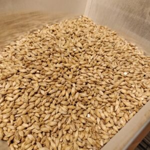 Barley malt before crush