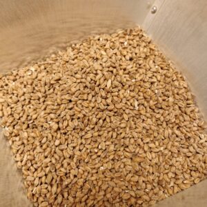 Wheat malt before crush